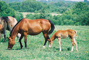 Peaceful Grazing