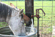 At The Water Trough